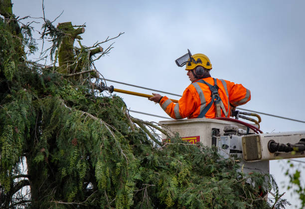 Best Leaf Removal  in Menasha, WI